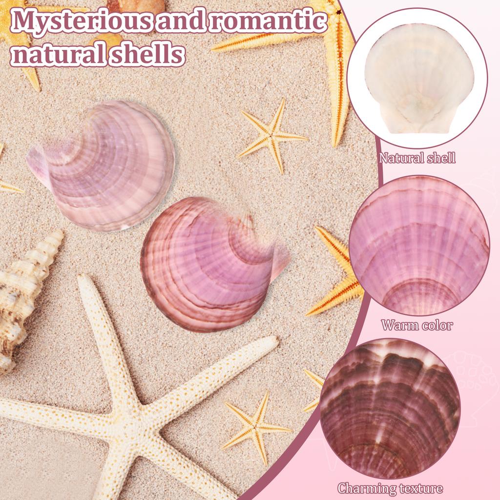 8/60pcs Natural Scallop Shells for Crafts White Pink Seashell Decor for Home, Sea Shells for DIY, Painting, Beach Wedding Decor