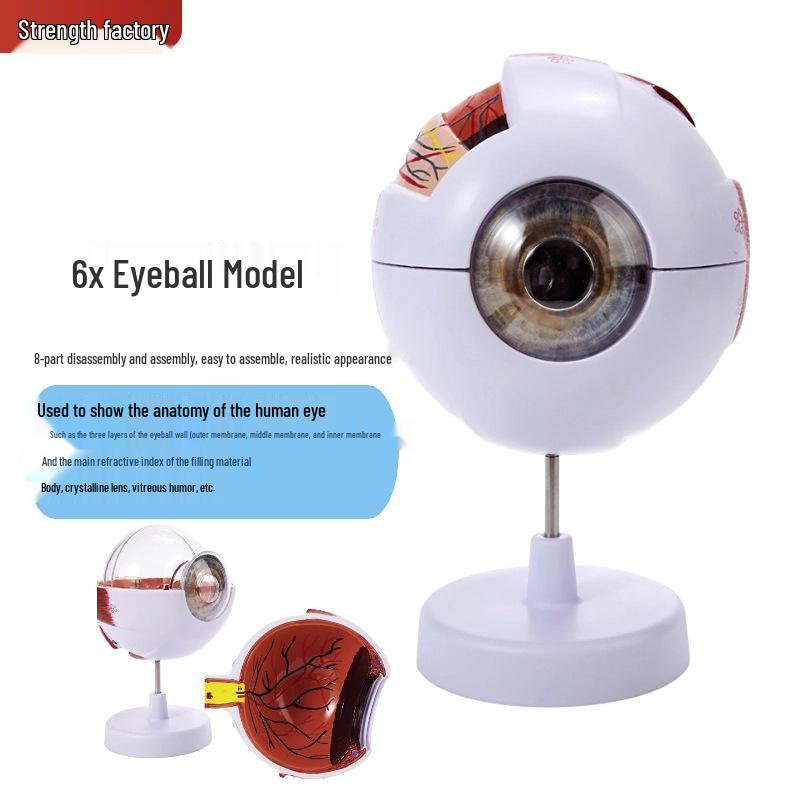 Magnified Human Eye Anatomy Model for Biomedical Teaching