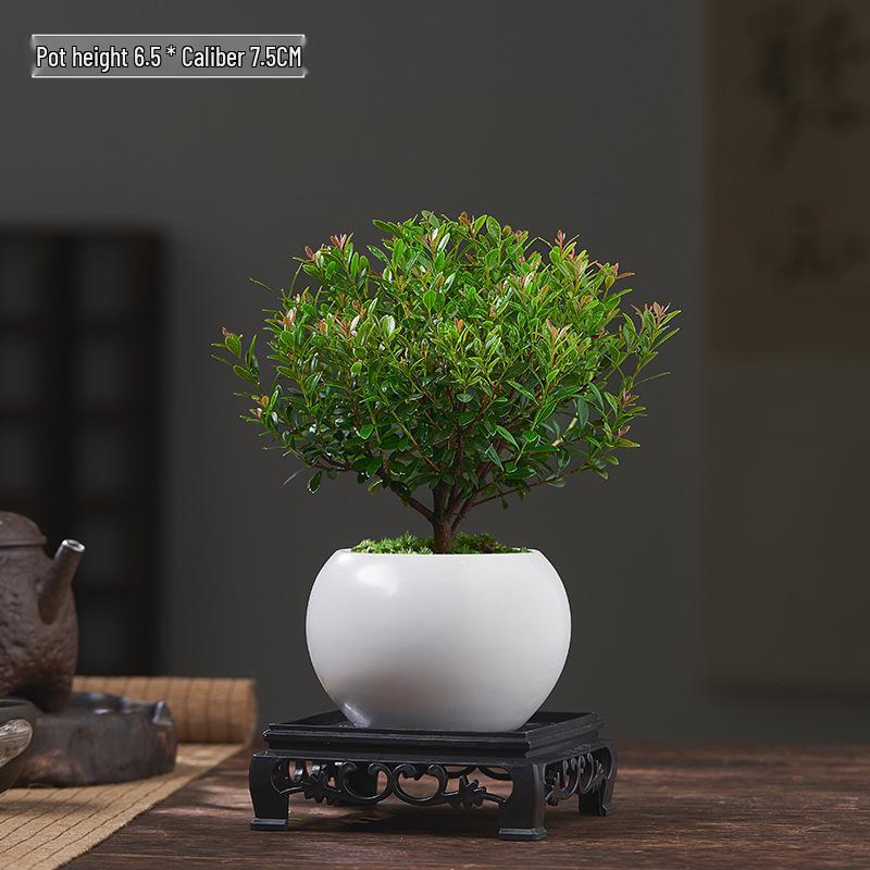 Red Leaf Bonsai Seedling - Easy Care Indoor Evergreen, Perfect for Hydroponics and Micro Landscapes