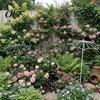Decorative Trellis for Vines Vintage Umbrella Garden Trellis, Metal Climbing Plant Support, Shape Outdoor Vine Stake Roses Clematis, Patio Balcony