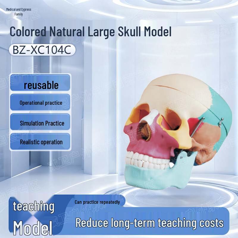 Yibaike Colored Natural Skull Model