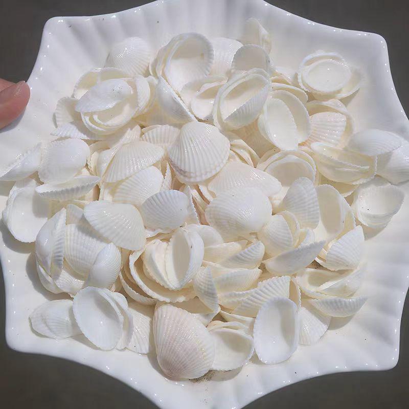 Handmade Seashell & Starfish DIY Photo Frame and Fish Tank Decoration