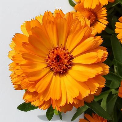 150 Marigold Seeds
