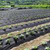High Moisture Retention Mulching Membrane Pre-Punched Holes Black Weed Barrier  Agricultural