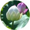 Artistic Landscape Artificial Flower Long Stem EVA Decorative Fake Flower Green Plant DIY Decoration Lotus Leaf Garden Supplies