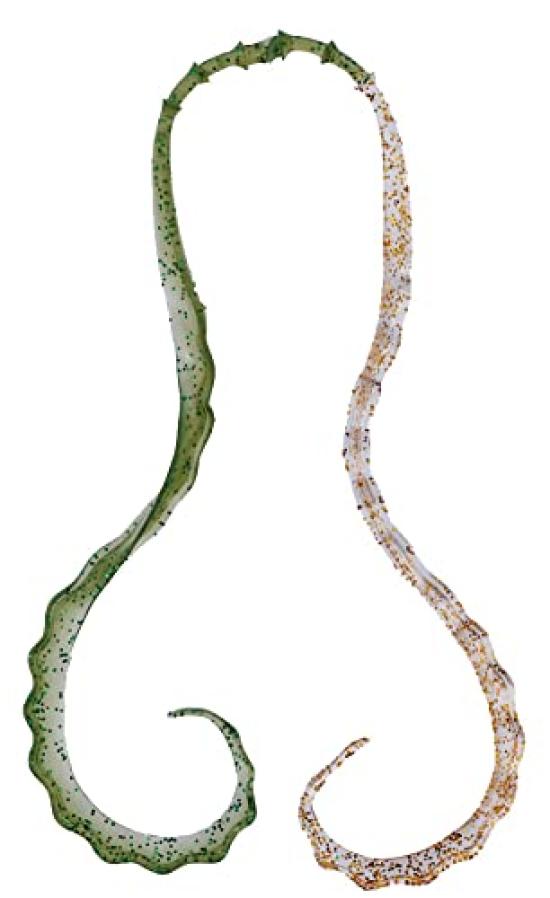 Gamakatsu Sakuragen 3D Soft Necktie #25 Clear GreenClear Gold