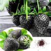 50 Σπόροι Φράουλας ΜΑΥΡΗΣ - BLACK STRAWBERRY "Φρέσκοι και Βιολογικοί Σπόροι"