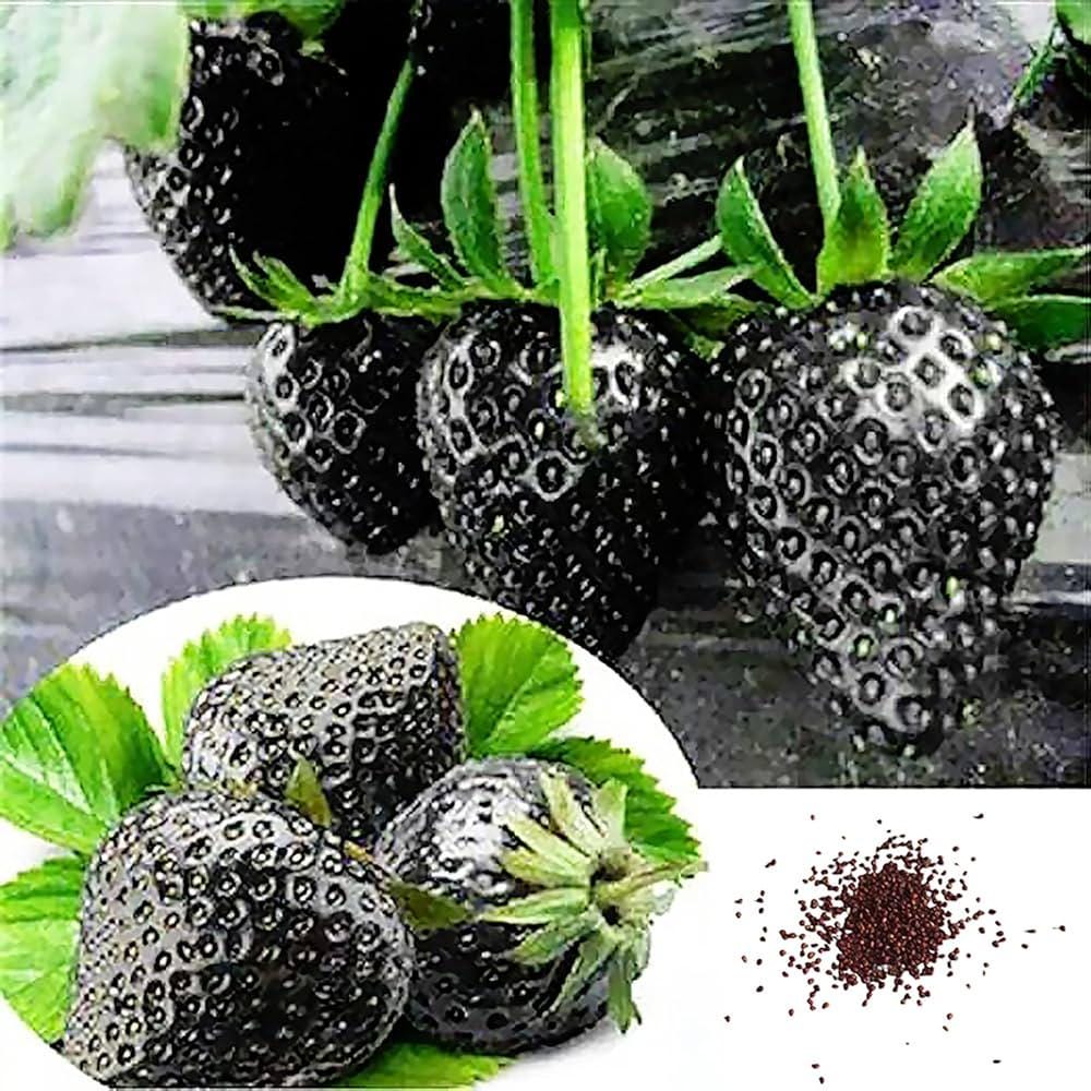 50 Σπόροι Φράουλας ΜΑΥΡΗΣ - BLACK STRAWBERRY "Φρέσκοι και Βιολογικοί Σπόροι"