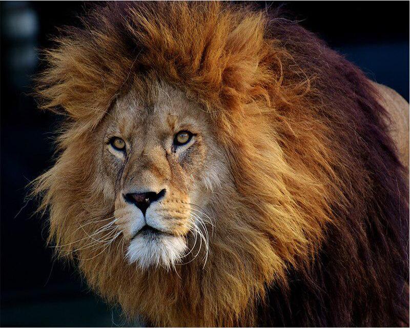 

5D DIY Алмазная картина Рыба Женщина Цветок Изображение Горный хрусталь Полный квадрат Алмазная вышивка Дракон Единорог Черная лошадь Животное Ремесленный комплект Домашний декор Full Round 20X30CM темно-зеленого