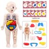 1 Set Kit modello interattivo del corpo umano 11 Schede di analisi incluse Giocattolo educativo fai-da-te per studenti Accessori