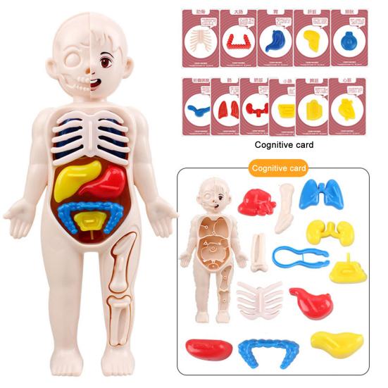 1 Set Interactive Human Body Model Kit 11 Analysis Cards Included Educational DIY Toy for Students Accessories