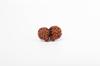 Natural Gauri Shankar Rudraksha Bead – Nepali Origin | Bead for Harmony, Unity, Relationship Balance & Emotional Healing | Organic & Lab Certified
