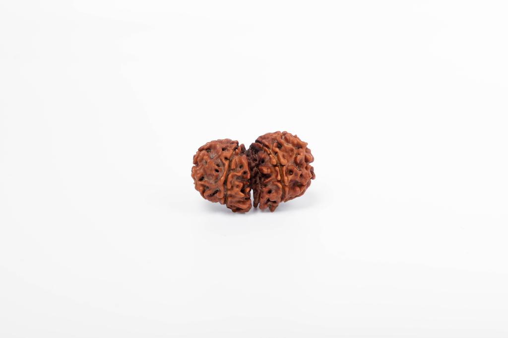 Natural Gauri Shankar Rudraksha Bead – Nepali Origin | Bead for Harmony, Unity, Relationship Balance & Emotional Healing | Organic & Lab Certified