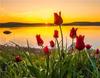 RUOPOTY Digital Painting Flower Sea Hand-Painted Wall Art Painting Unique Gifts On Canvas Sunset Pictures Home Decoration