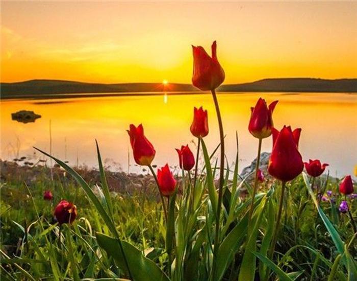RUOPOTY Digital Painting Flower Sea Hand-Painted Wall Art Painting Unique Gifts On Canvas Sunset Pictures Home Decoration