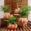 Ceramic Flowerpot Cartoon Pumpkin Flower Vase Garden and Courtyard Decoration Accessories Succulent Pot Plantas Accesorios