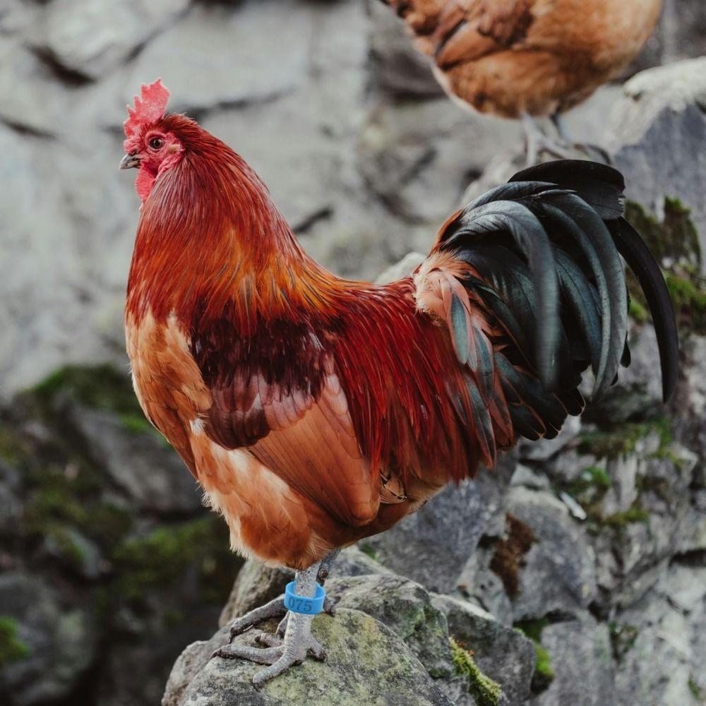 100 Stück Kunststoff Geflügel Fußbänder Gemischte Farbe Band Fußring Hühneridentifikation
