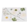 Dried Pressed Flowers DIY Handcraft Flower Bookmark Natural Flowers Phone Cases Pressed Flowers Dry Flower Plant