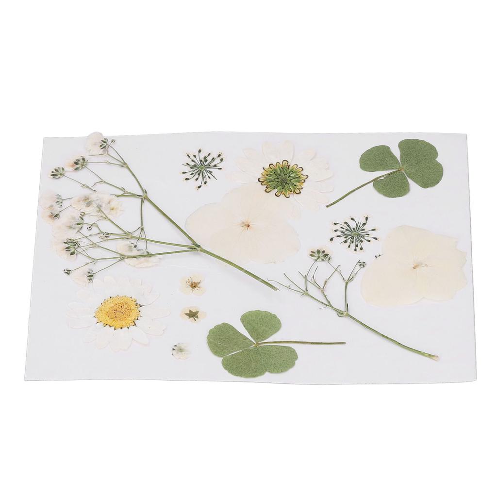 Dried Pressed Flowers DIY Handcraft Flower Bookmark Natural Flowers Phone Cases Pressed Flowers Dry Flower Plant