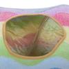 Cloth Colorful     Paper Scratch Resistant Collapsible Cat Tunnel Tube Playing Hiding Toy