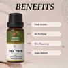 Kaufe 1, erhalte 1 kostenloses Teebaumöl Ätherisches Öl für Aromatherapie & Raumduft | Ätherisches Öl für Diffusor & Seifenherstellung
