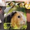 Guinea Pig Bedding Set Cute Mouse 3D Duvet Cover Animal Comforter Cover for Kids Boys Girls Teen Soft Twin Polyester Quilt Cover
