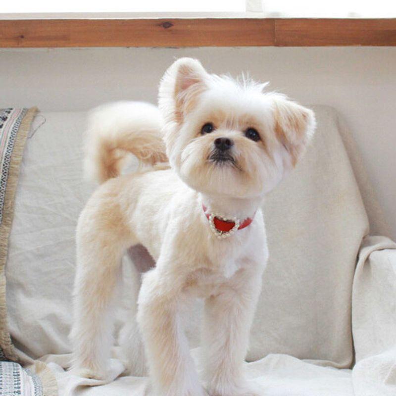 MAISON DE MIU Herzperlenkragen_Rot