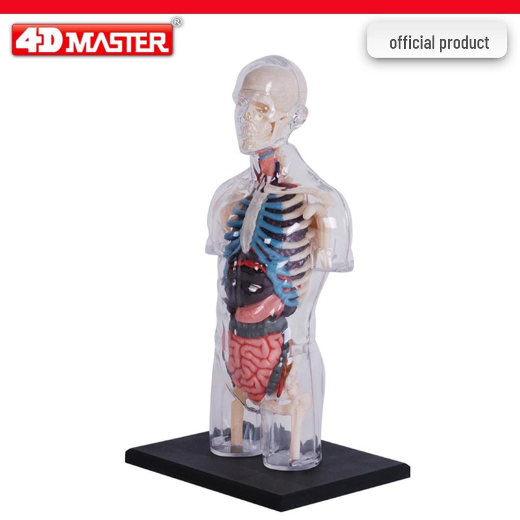 4D Knee Joint Ligament Anatomy Model for Medical Teaching
