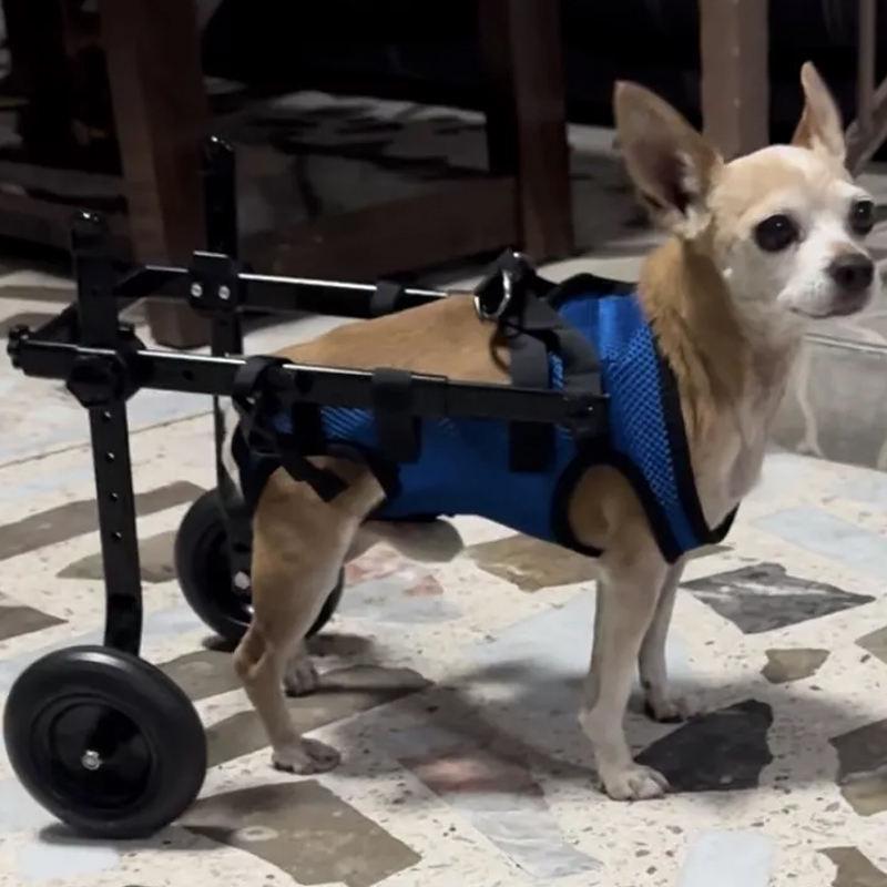 כיסא גלגלים/עגלה לכלב נכה: סיוע ניידות חוצה גבולות לשיקום