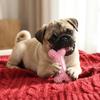 Puppy Teething Chew Toys, Non-Toxic TPR Dog Bone & Ring Toys with Rope, Durable & Bite Resistant for Small Medium Breeds