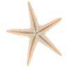 Sea Shells Size:0.5-3Cm 100Pcs Mini Starfish Craft Decoration Natural Sea Stars