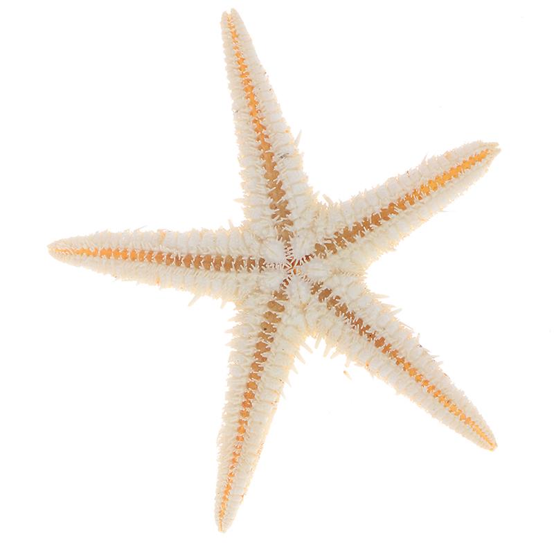 Sea Shells Size:0.5-3Cm 100Pcs Mini Starfish Craft Decoration Natural Sea Stars