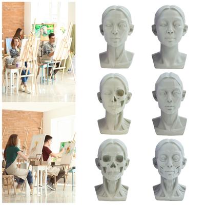 Generisches Planar-Kopfmodell zum Zeichnen Resin-Schädel-Skulptur mit detaillierter Muskelstruktur Kunststudienwerkzeug zum Skizzieren Anatomielernen