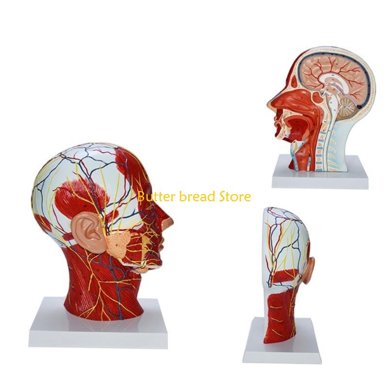 W89C Human Half Head Model Teaching Aid Neurovascular Musculature Model