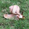 Childrens Educational Animal Model Toy Plastic Realistic Snail Garden Decor For Kids Learning