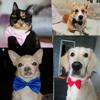 Cute 1 piece Cute Solid Color Adjustable Pet Bow Tie Pet Dog Collar Bowknot Bow Ties Gentleman Dog Bow Tie Pet Supply
