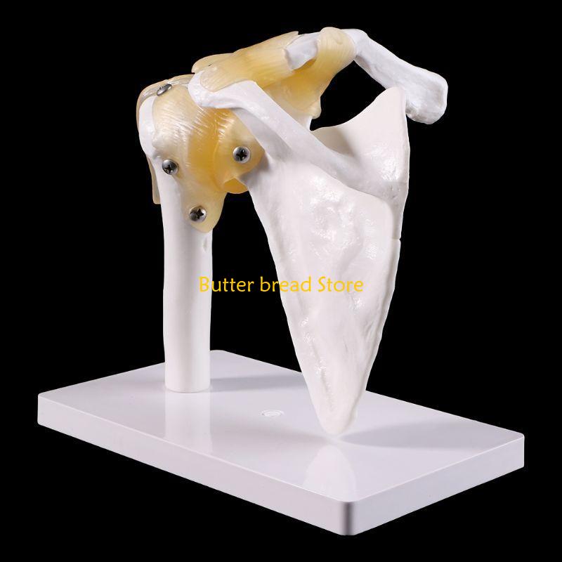 W89C Functional Anatomical Life Size Human Anatomy Skeleton Shoulder Joint Bone Muscl