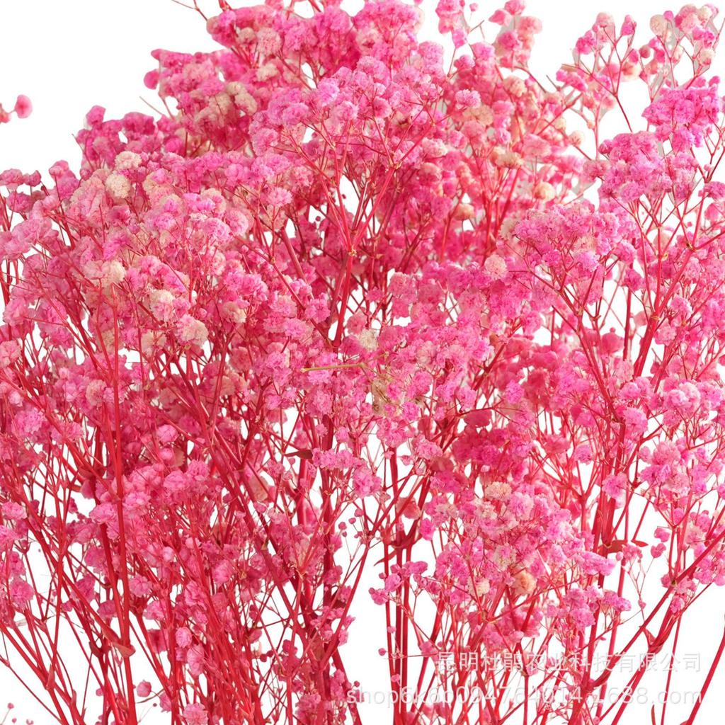 Gypsophila Preserved Flowers for DIY Arrangements & Wedding Decorations