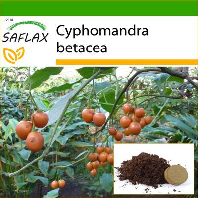 Tamarillo – 50 Samen – Mit Blumenerde für eine bessere Kultivierung – Cyphomandra betacea