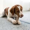 Pet Stage Woody Tough Stick Large 5993000