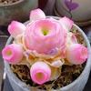 Peach Mountain Rose Succulent - Easy-Care Radiant Balcony & Office Plant
