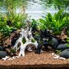Aquarium Fish Shrimp Root Cave 3D Printed Piece for Water Habitat Display, Tree-Style Shelter Form for Aquascaping Resting Cover Viewing