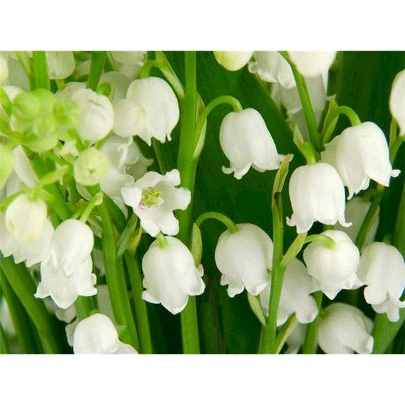

GATYZTORY Oil Painting By Numbers Handmade Canvas Painting White Flowers Adults Crafts Wall Art Drawing By Numbers Paint Kit 30x20cm no frame светло-серый
