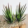 Realistic Artificial Succulents Plants PVC Fake Plants Simulation Aloe  Outdoor Indoor Decoration