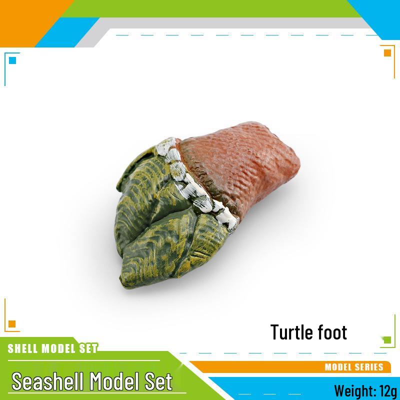 Marine Life Model: Scallop, Sea Snail, Oyster, Barnacle, and Flower Shell Decoration