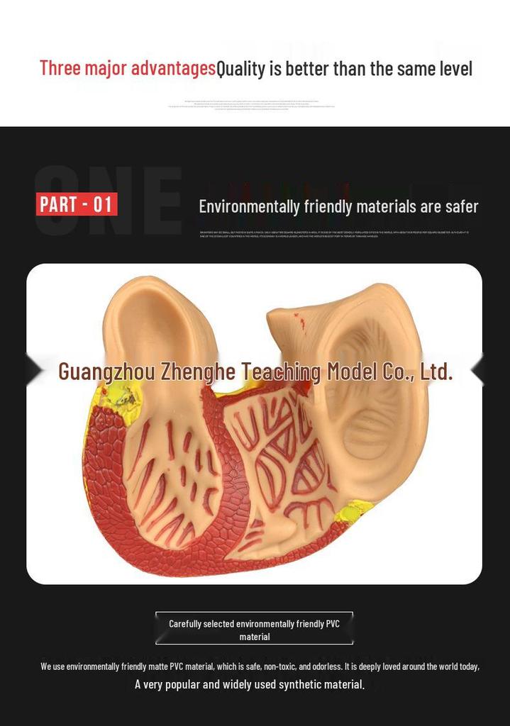 Natural Heart Anatomy Model for Cardiology and Ultrasound Teaching