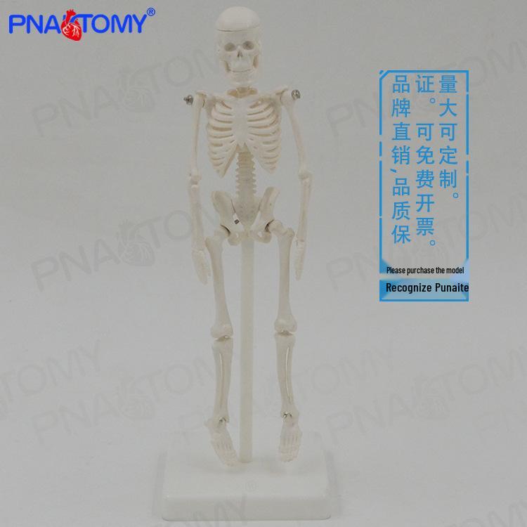 22cm Detachable White Human Skeleton Model - Halloween Skull & Anatomy Educational Toy 22cm