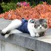 Diaper Pet Physiological Pants Underwear Cat Shorts Puppy Supplies Dog Denim Overall  Spring