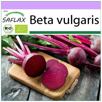 Bio – Rote Bete – Detroit Globe – 100 Samen – Beta vulgaris