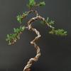 Green Plant Aluminum Wire for Bonsai Shaping and Fixation
